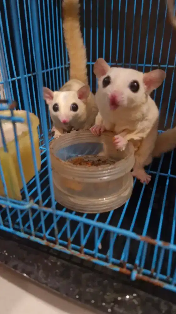 Sugar glider leucistic