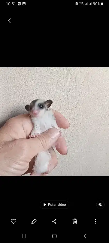 SUGAR GLIDER MOZAIC JANTAN