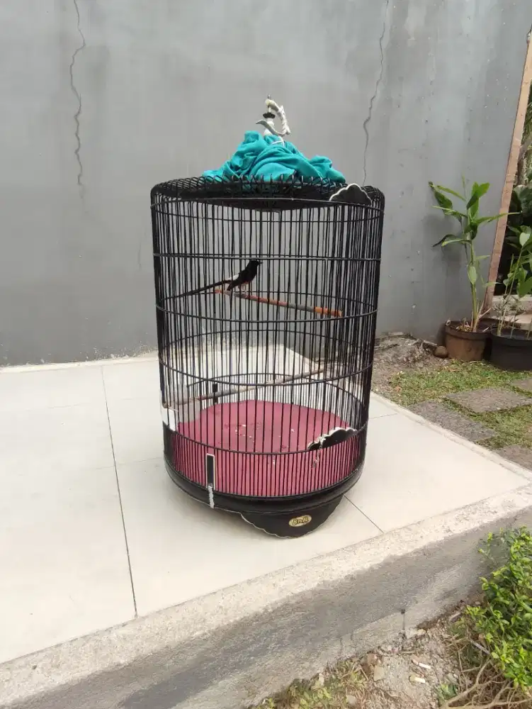 Murai Batu Balak 8 gacor