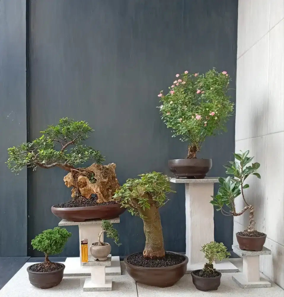 Bonsai antik ada 7 pohon