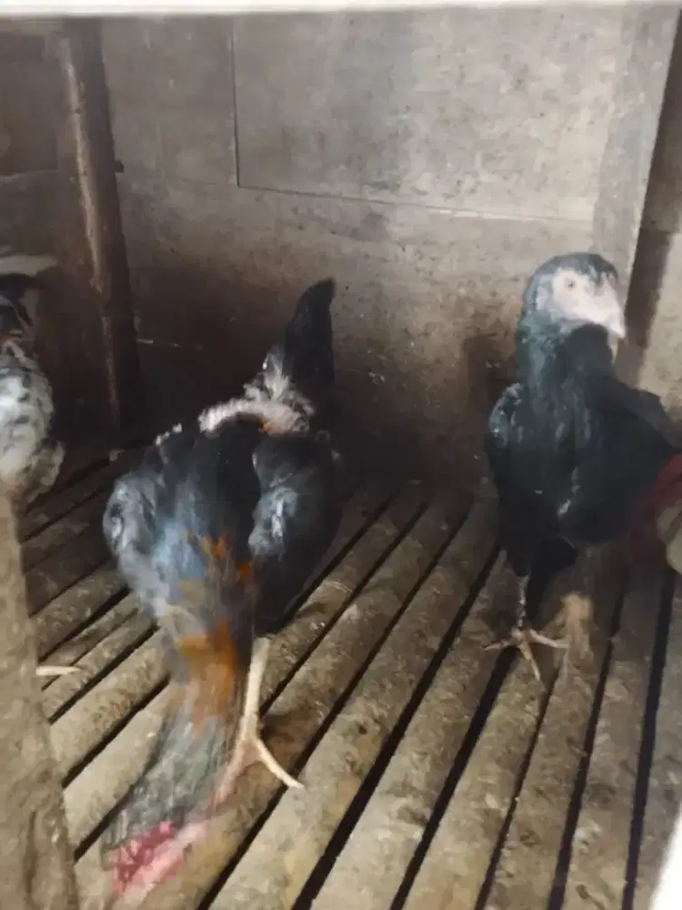 Ayam kampung usia 6 bulan