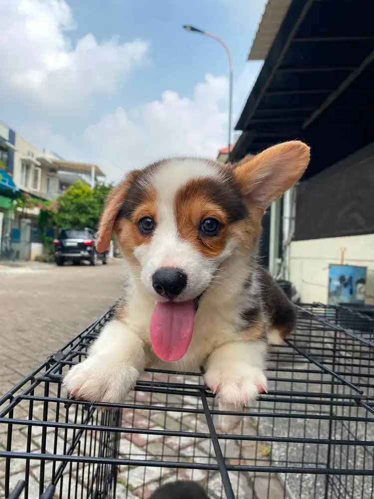 Dijual Anak Puppy Corgi Short Hair Tri Color Jantan Male Stambum