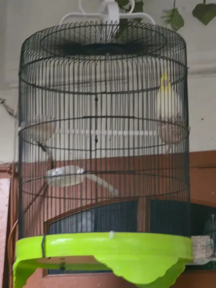 burung parkit australia Lutino cockatiel fs