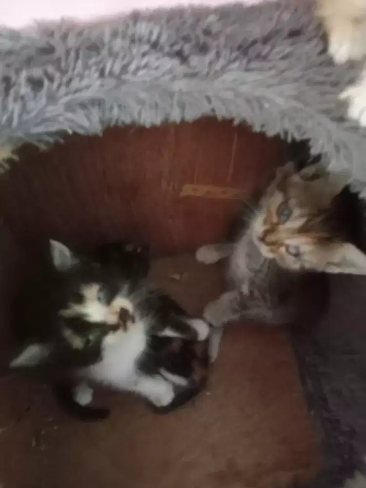 kiten kucing persia betina