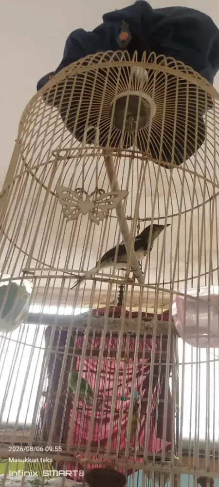 Kacer Poci Trotol Jantan MH