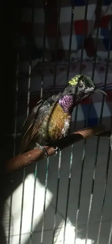 Burung kolibri ninja gacor