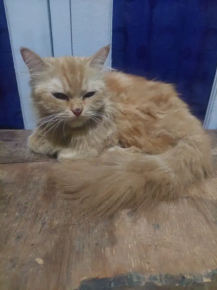 Free adopt oyen cantik