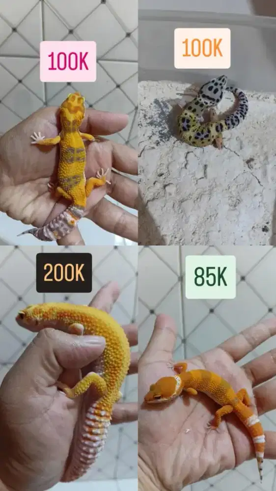 For Sale Leopard Gecko, Take All 450K