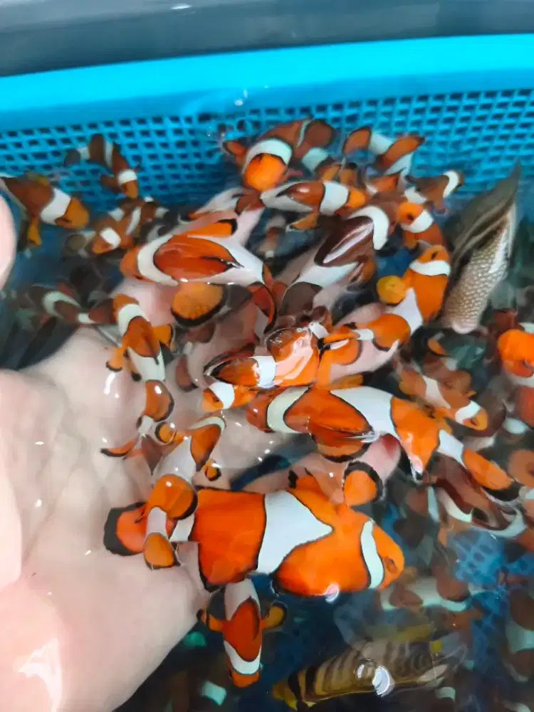 Nemo / clownfish