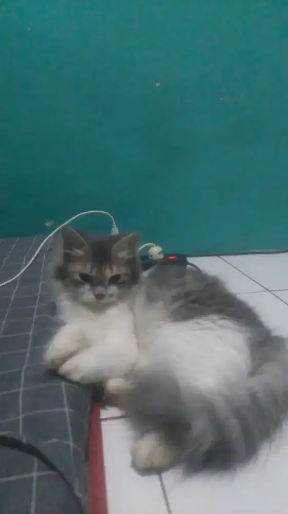 Open adop kucing persia medium