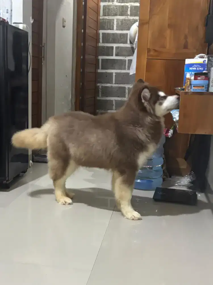 Alaskan malamute
