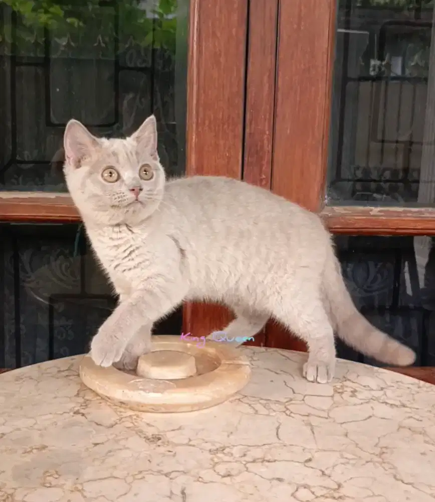 Kucing British Shorthair BSH Lilac Betina 3,5 bulan Parent Pedigree