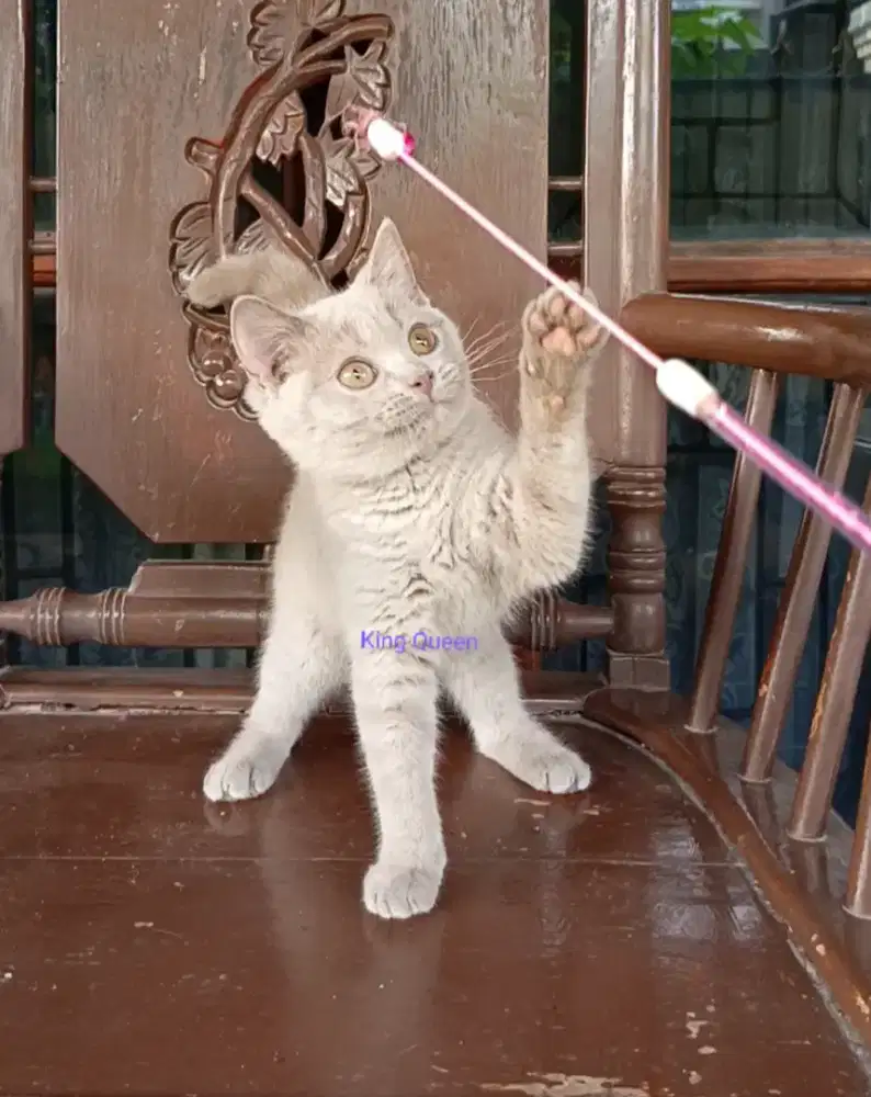 Kucing British Shorthair BSH Lilac Betina 3,5 bulan Parent Pedigree