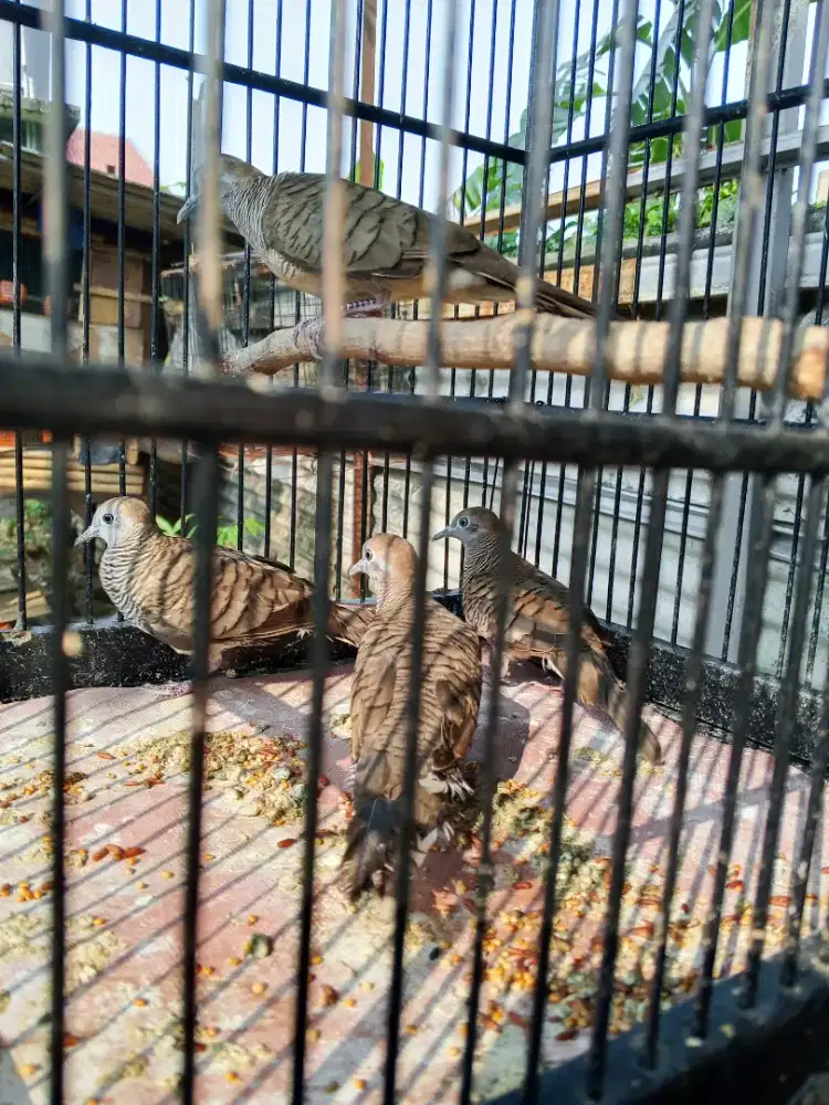 Di jual burung perkutut