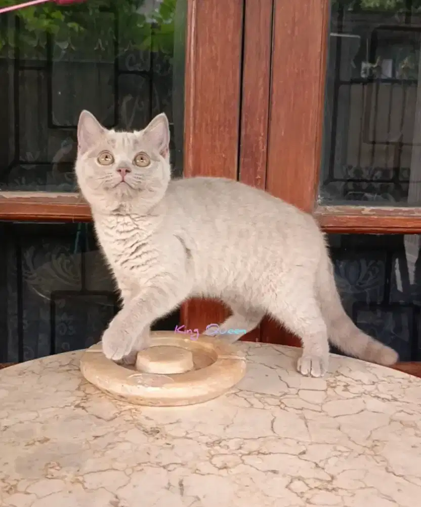 Kucing BSH British Shorthair Lilac Betina 3,5 bulan Parent Pedigree