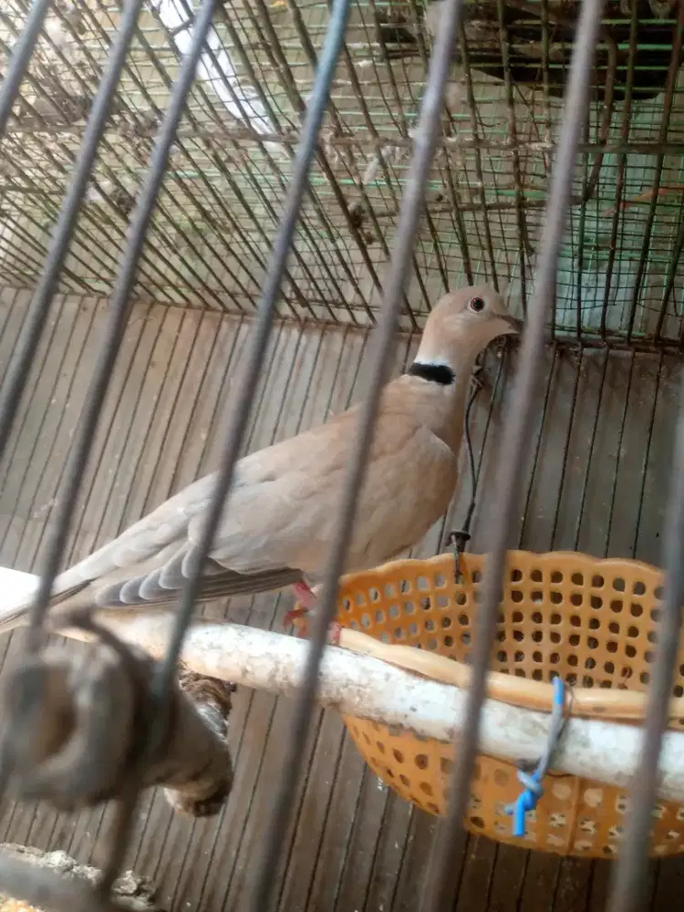 jual burung puter Lokal Burja