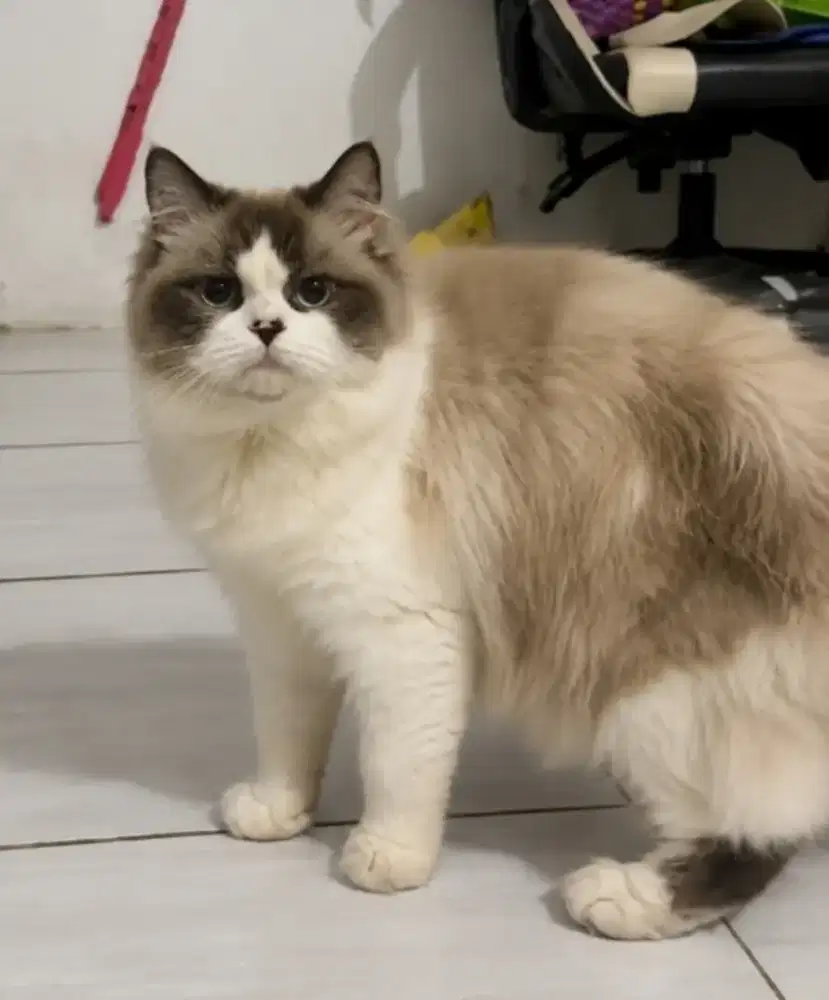 Ragdoll jantan murah aja