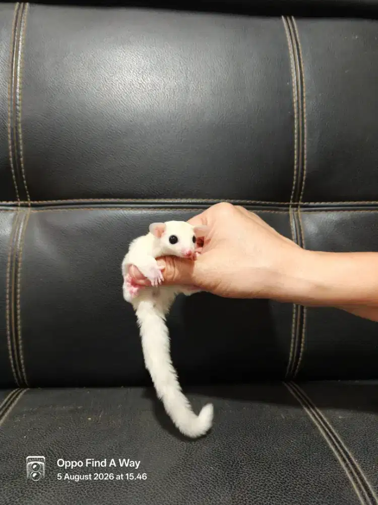 Anak sugar glider leucistic