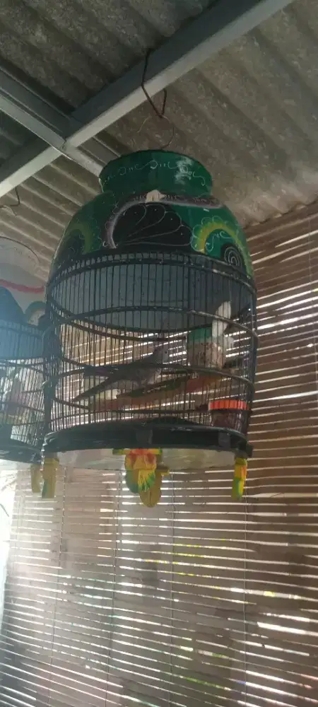 Jual cepat burung oerkutut lokal jantan fullset
