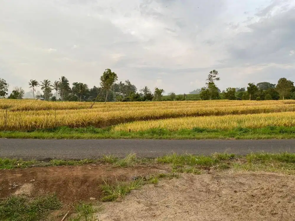 Dijual Sawah SHM 3.321 m² Nagari Tabek Pariangan Tanah Datar