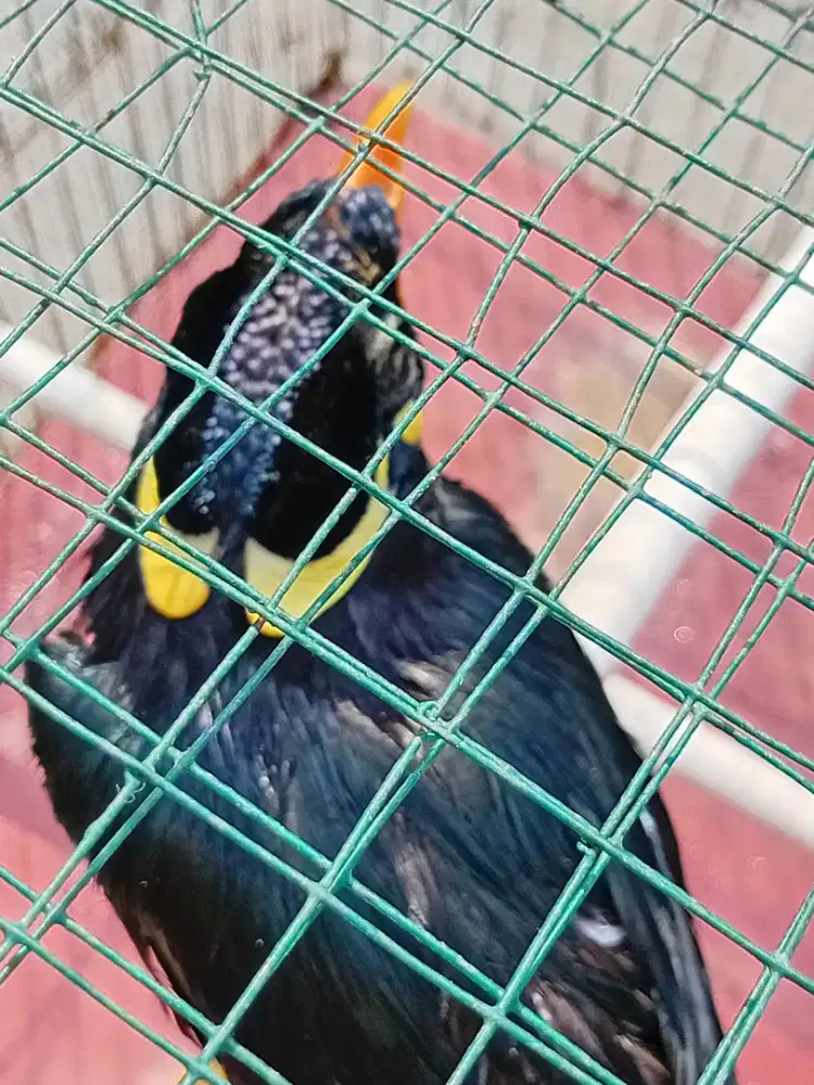 Jalak Muda Hitam