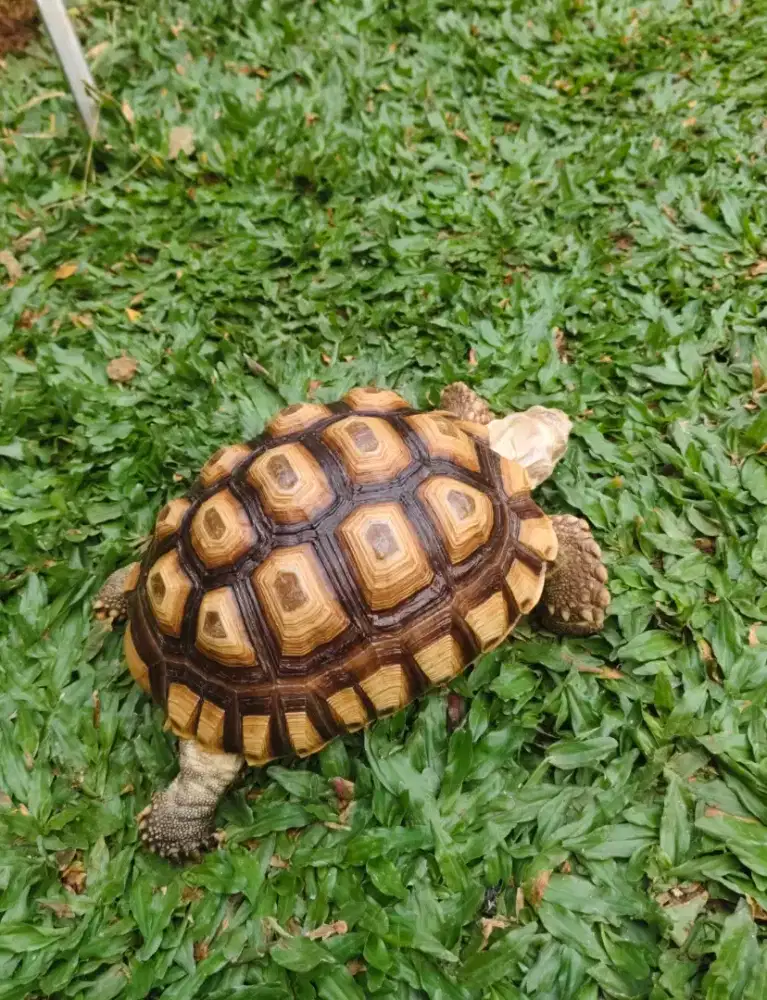 Kura Sulcata Kurleb 22cm Cerah