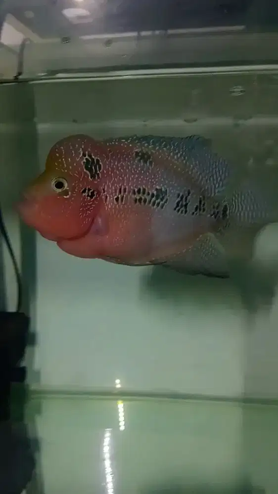 Louhan mata putih, yg suka louhan jadul muka klasik
