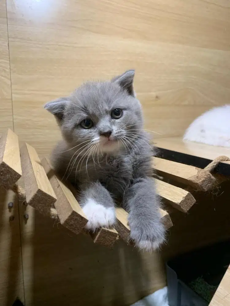 Kitten BSH x scotish jantan