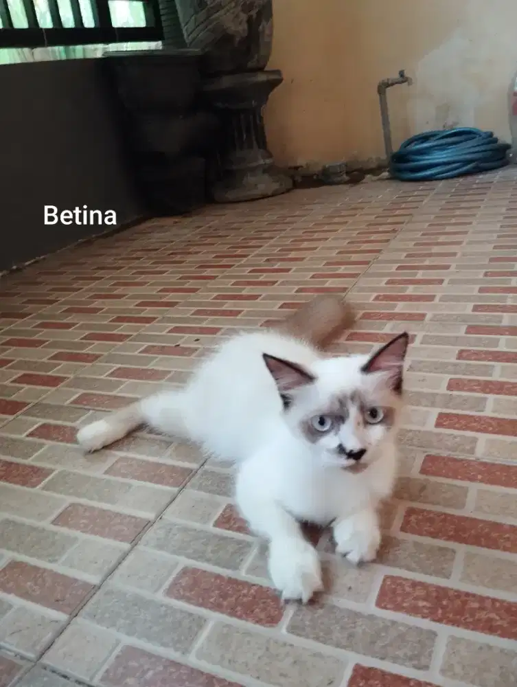 Ragdoll pure Betina 4 bln