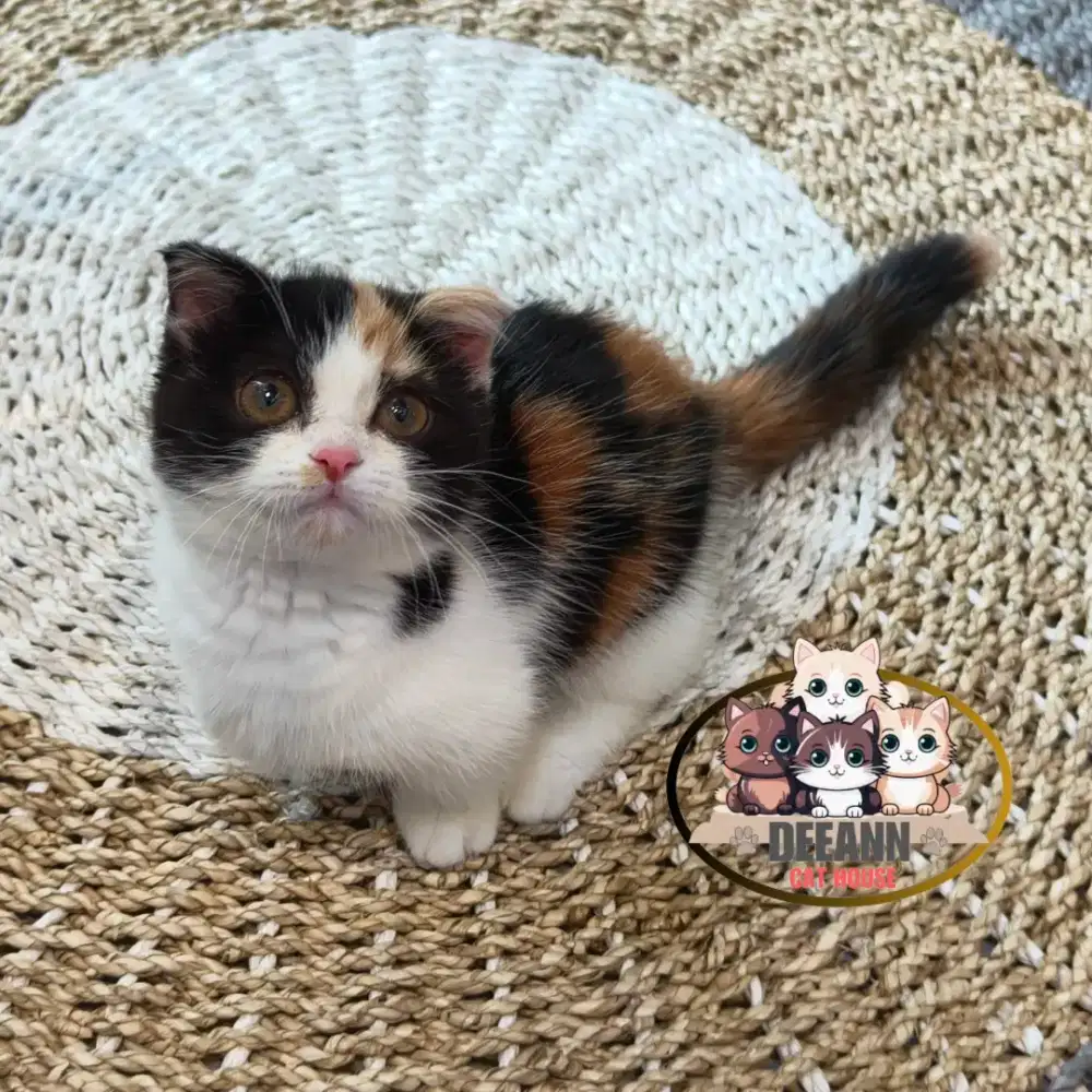 Munchkin Gaelic Fold Calico