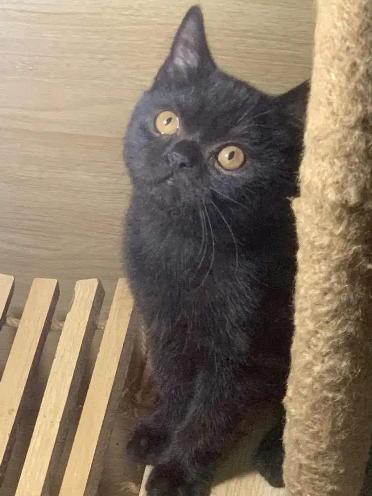Kitten BSH 3 bulan jantan
