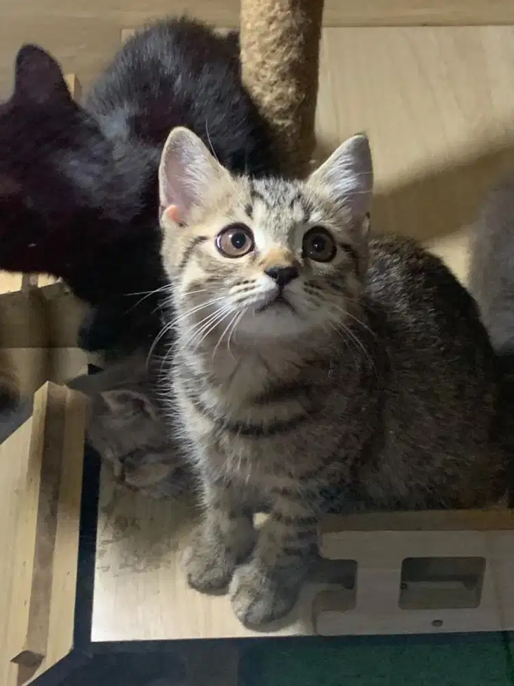 Kitten BSH x scotish
