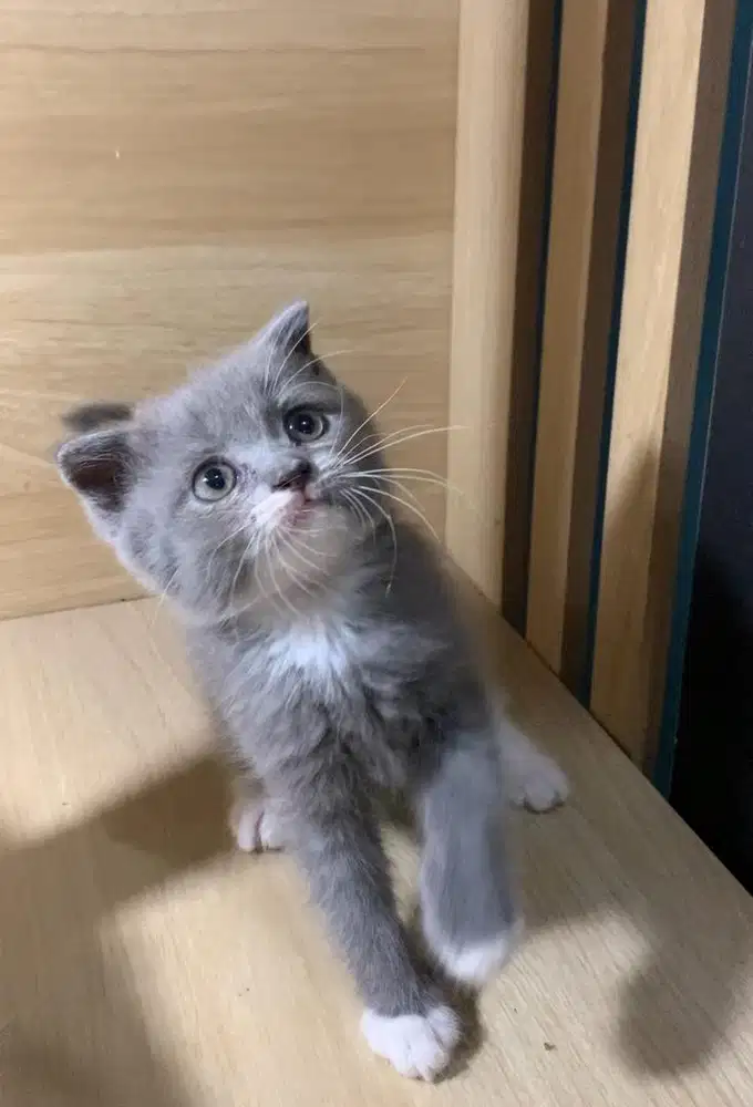 Kitten bsh x scotish fold