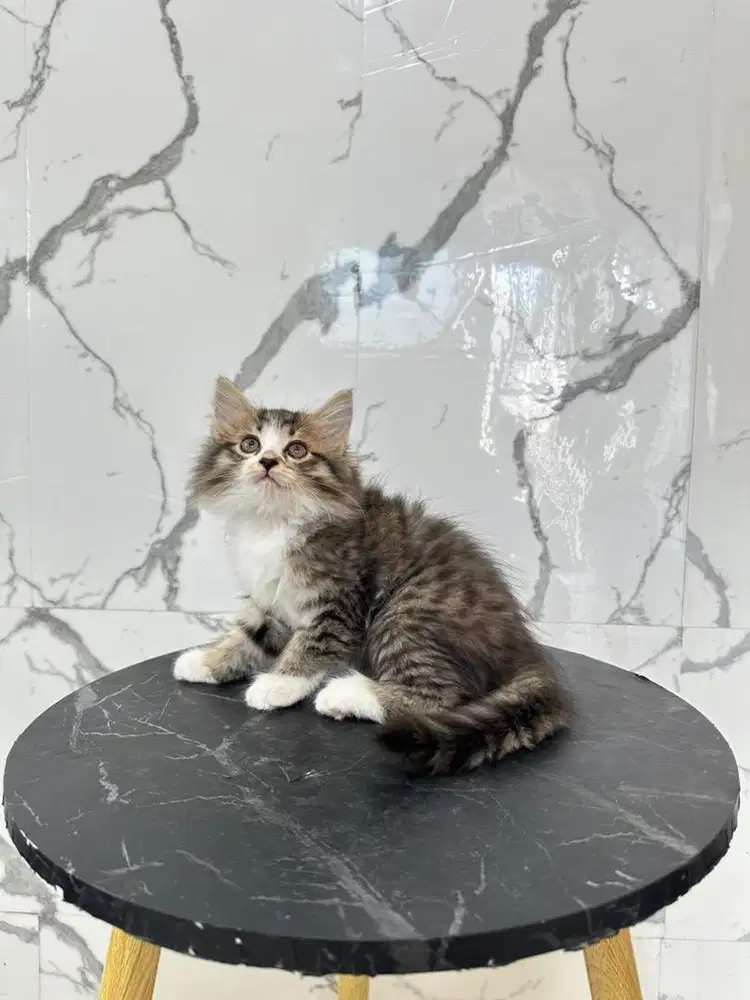 Kucing norwegian forest