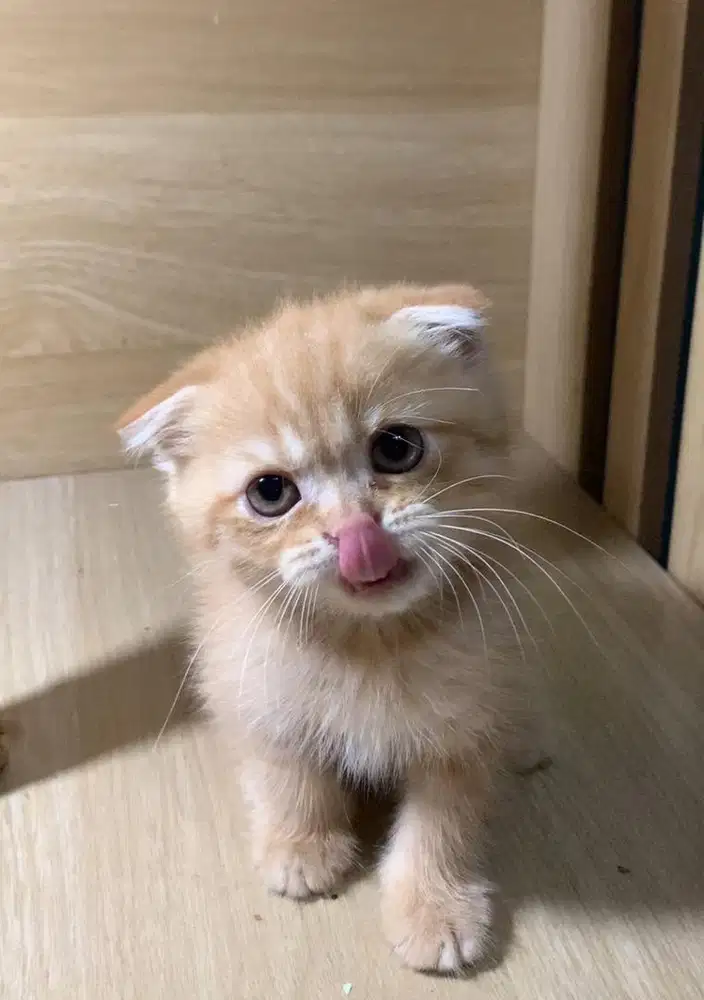 Kitten scotish fold jantan