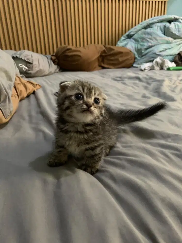 Kitten munchkin fold