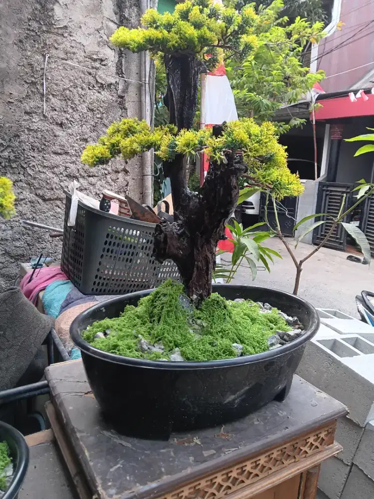 Bonsai pinus artificial atau sintetis