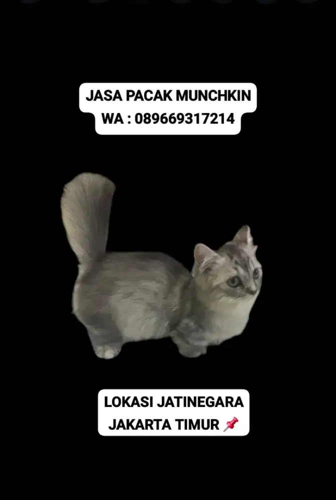 JASA PACAK MUNCHKIN