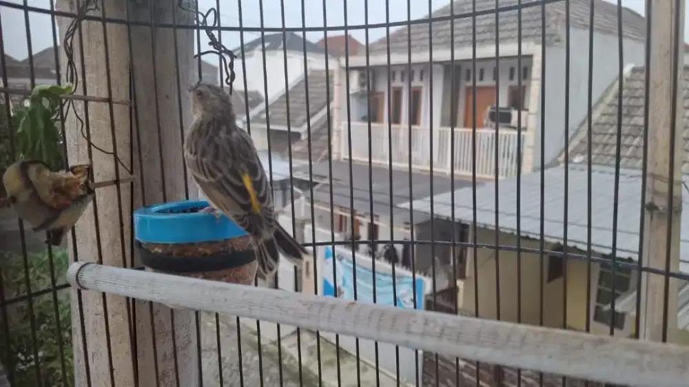 BURUNG BLACKTHROAT