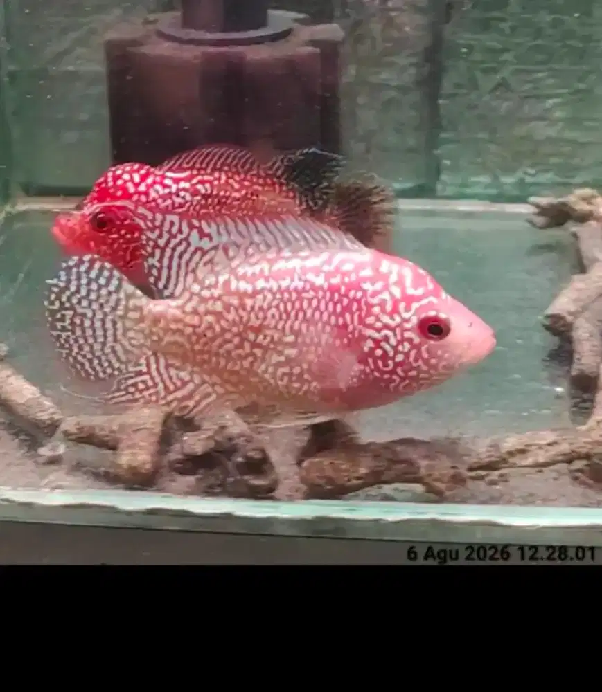 ikan lohan gb cencu 8cm betina lohan cencu gb sudah nelor