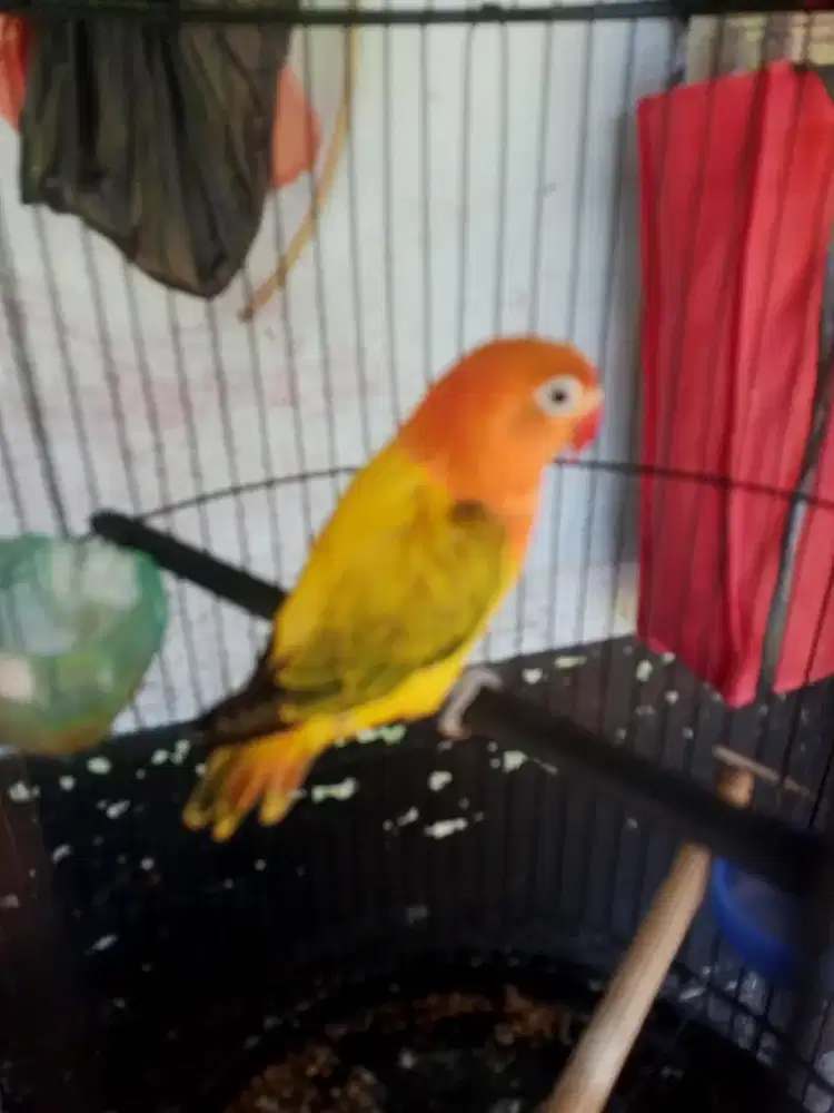 love bird biola euwing