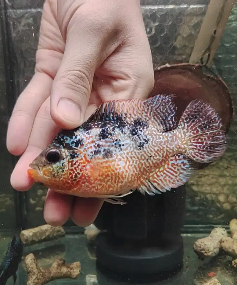 ikan lohan betina gb cencu 10cm sudah nelor 1x full mutiara