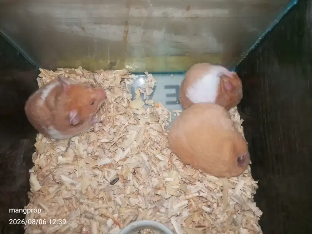 Hamster syria sangat jinak seekor
