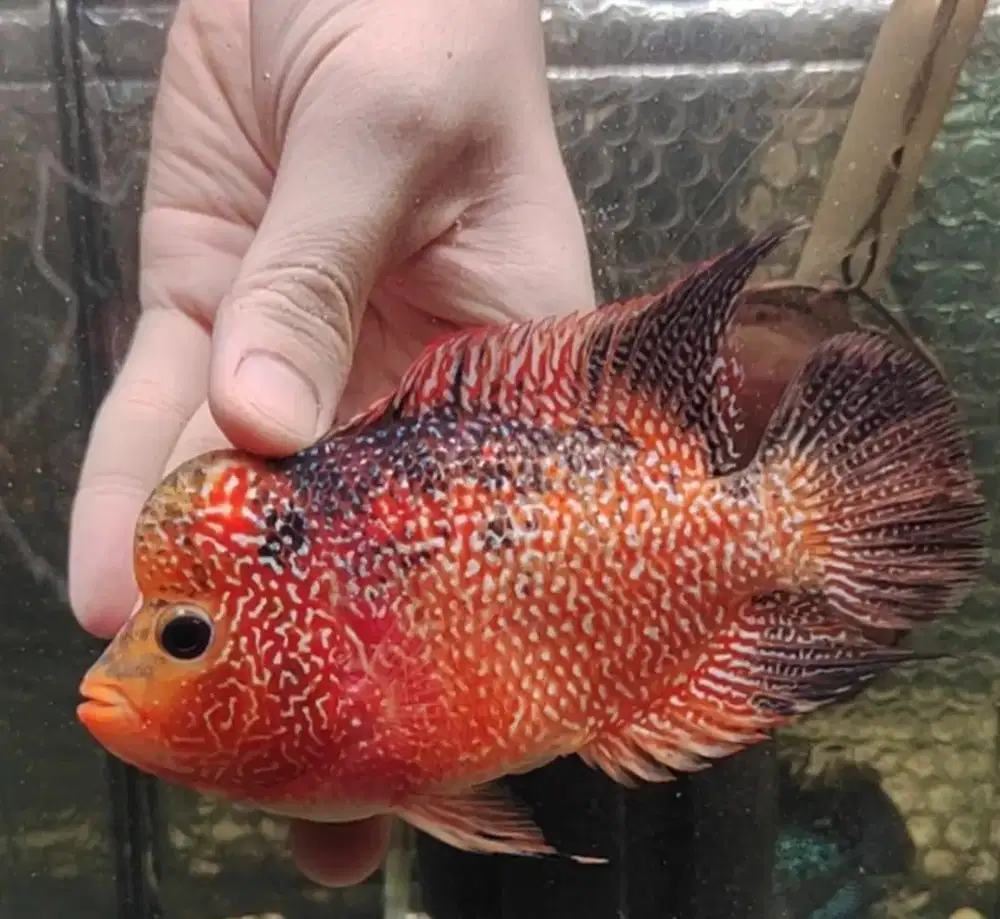 ikan lohan gb cencu jantan 13cm merah Oren merona jenong goldenbase
