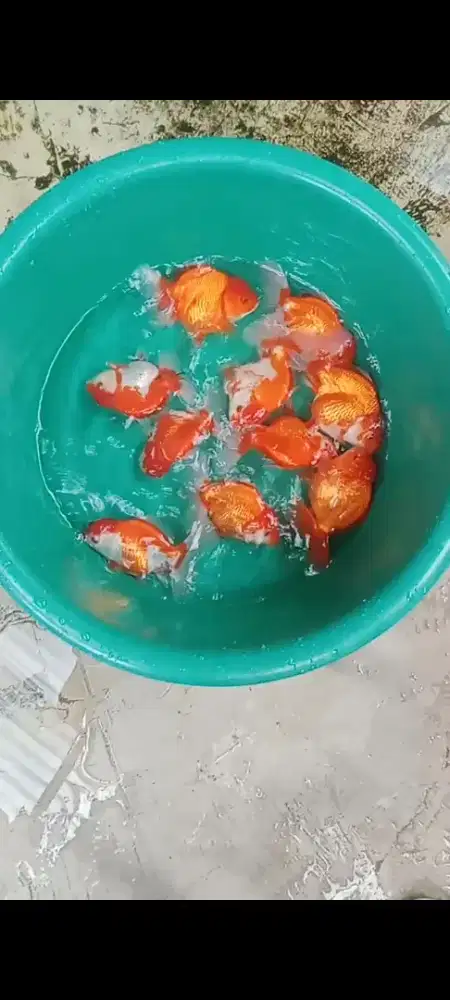Koki Oranda Red white jawa