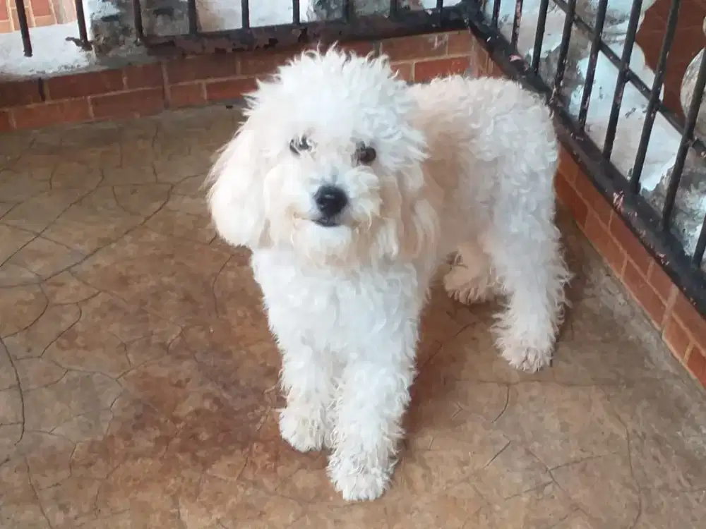 Anjing podel jantan