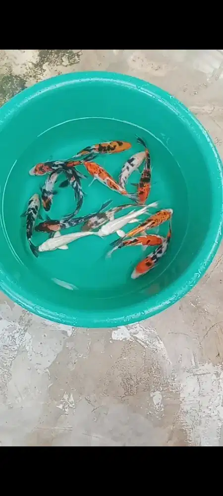 Koi mix size 14 - 15 cm