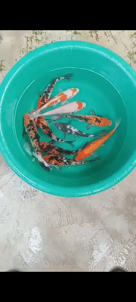 Koi mix 10 ekor