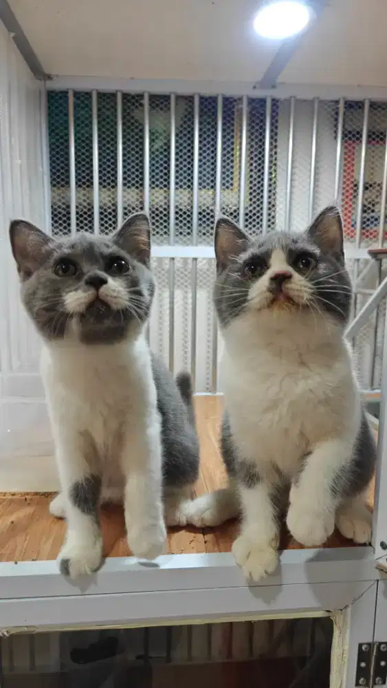 Kucing british short hair good quality