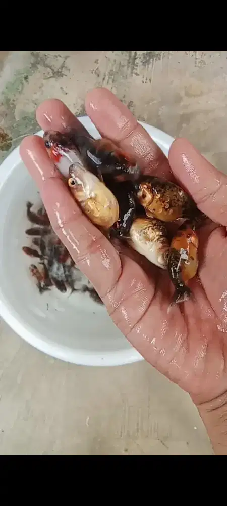 Koki Bibit Rancu CaLico Java